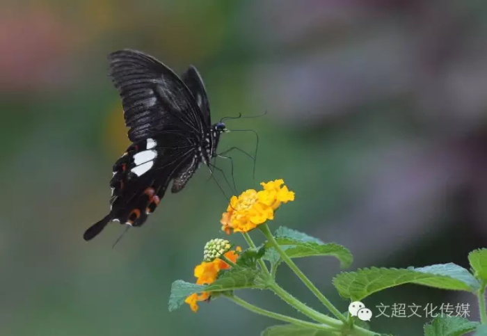 摩根娱乐官方网站图片