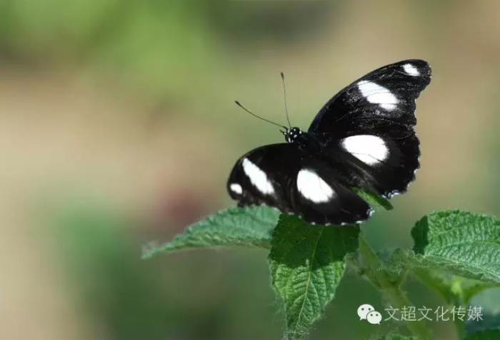摩根娱乐官方网站图片